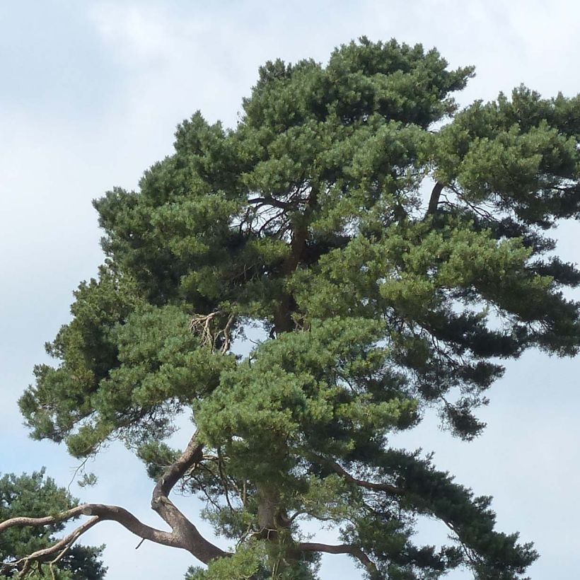Pinus sylvestris - Pinheiro-silvestre (Folhagem)