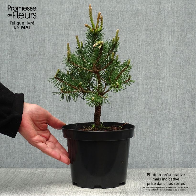 Amostra de Pin sylvestre nain - Pinus sylvestris Sandringham               Pot de 2L/3L tal como entregue na primavera