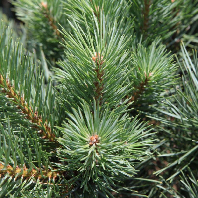Pinus sylvestris Watereri (Folhagem)