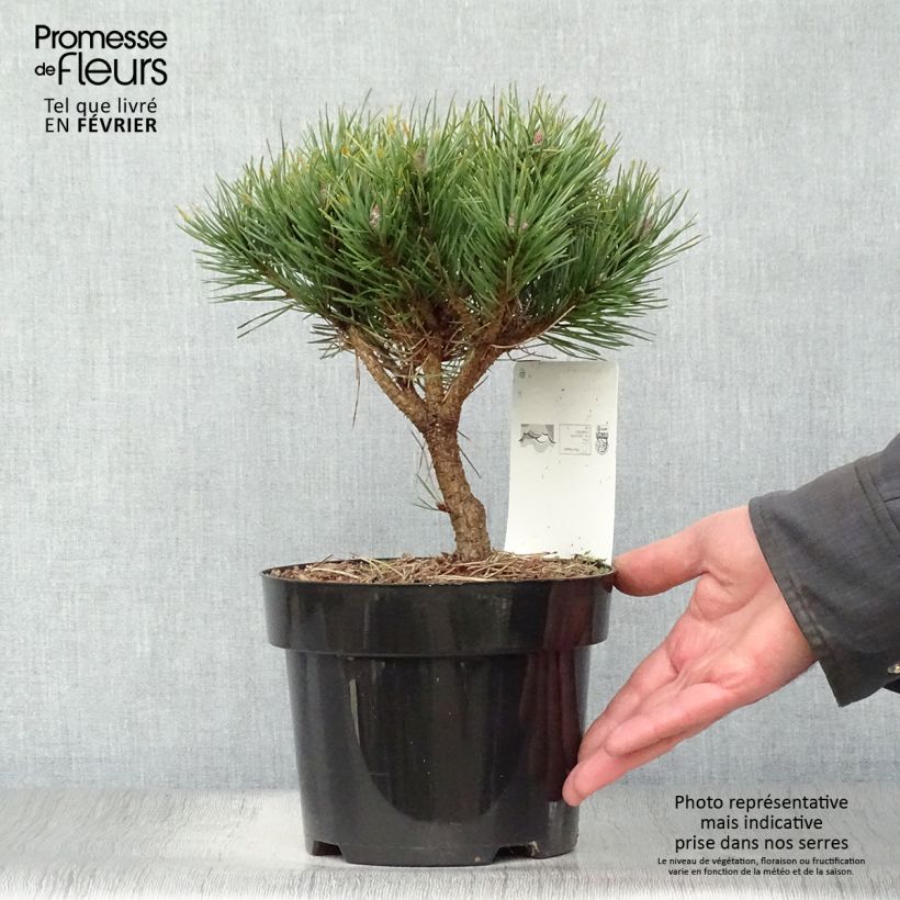 Amostra de Pinus sylvestris Watereri Vaso de 2 L/3 L tal como entregue no inverno