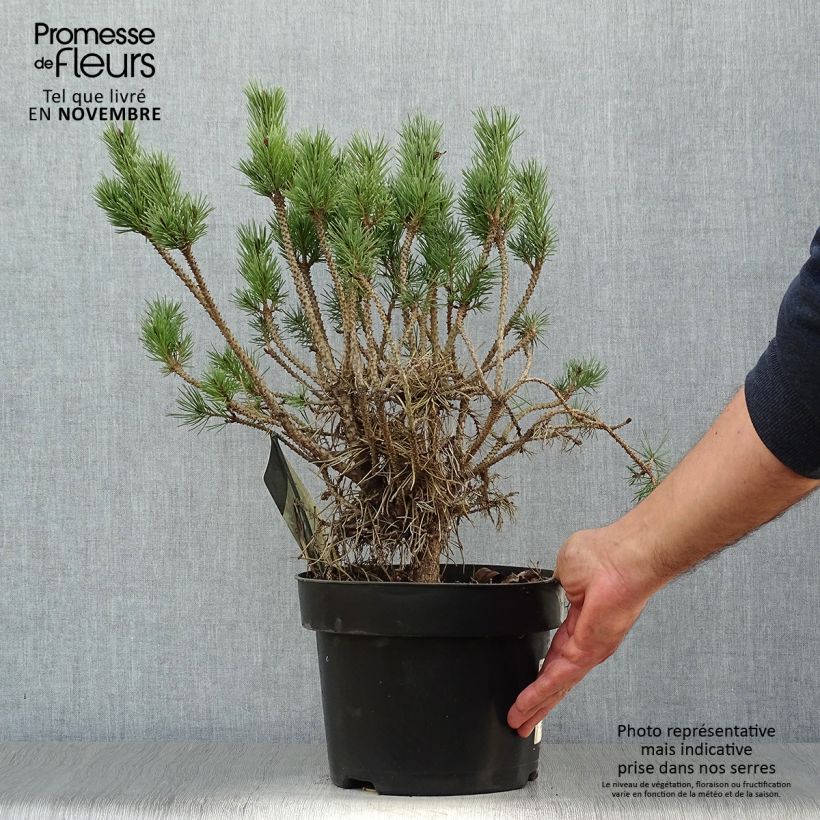 Amostra de Pinus sylvestris Watereri Vaso de 2 L/3 L tal como entregue no outono