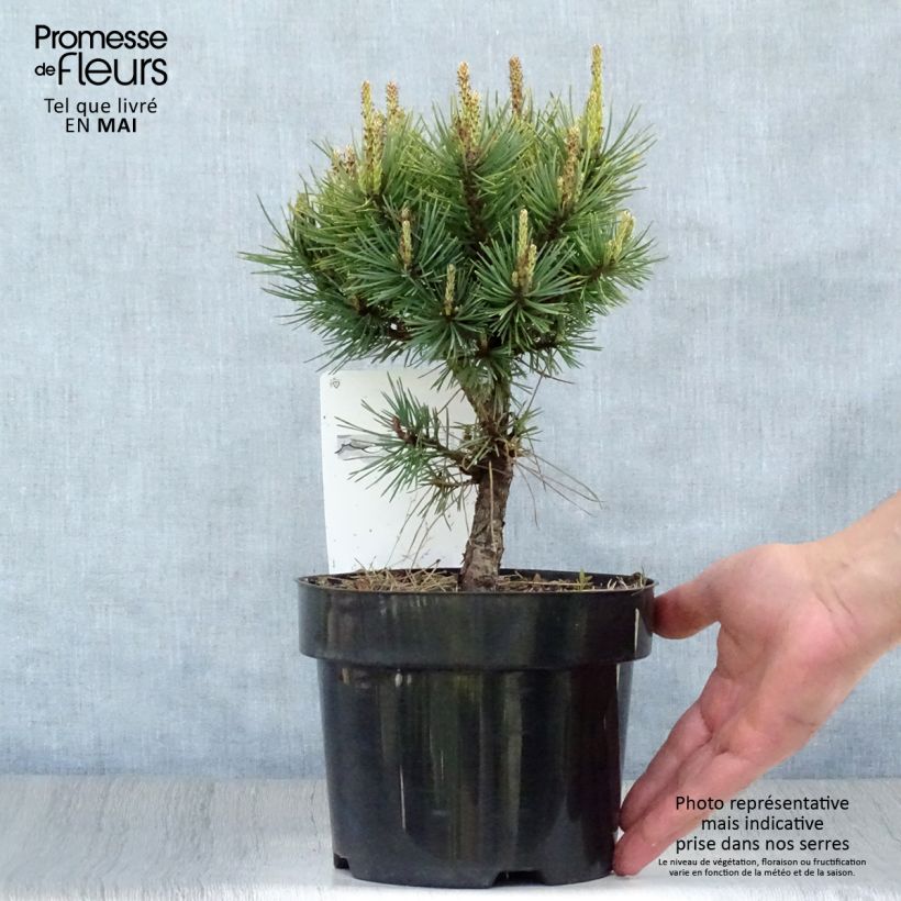 Amostra de Pinus sylvestris Watereri Vaso de 2 L/3 L tal como entregue na primavera