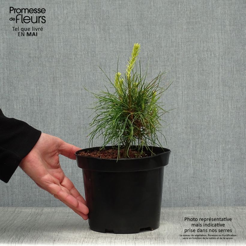 Amostra de Pinus wallichiana - Pinheiro-do-Himalaia Vaso de 3 L/4 L tal como entregue na primavera