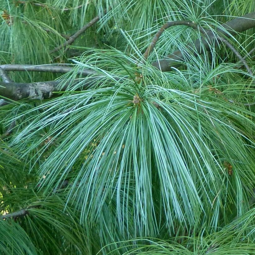 Pinus wallichiana - Pinheiro-do-Himalaia (Folhagem)
