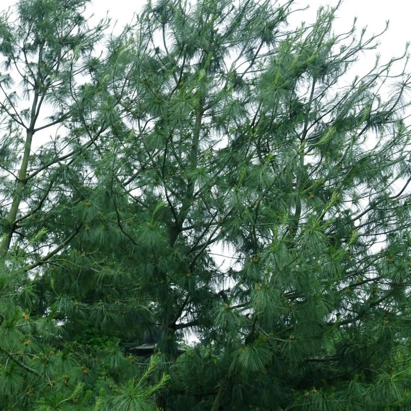 Pinus wallichiana - Pinheiro-do-Himalaia (Hábito)