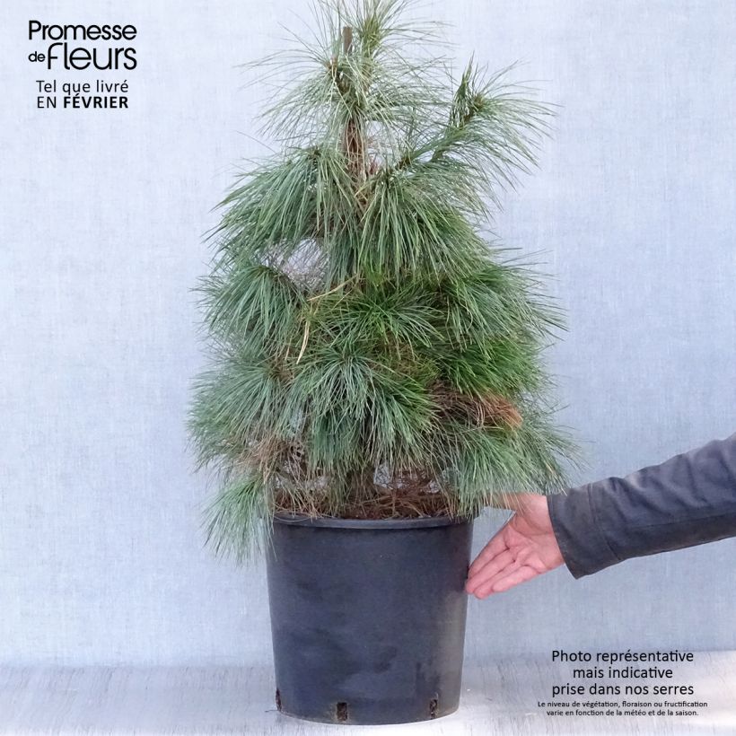 Amostra de Pinus wallichiana - Pinheiro-do-Himalaia Vaso de 18 L/20 L tal como entregue no inverno