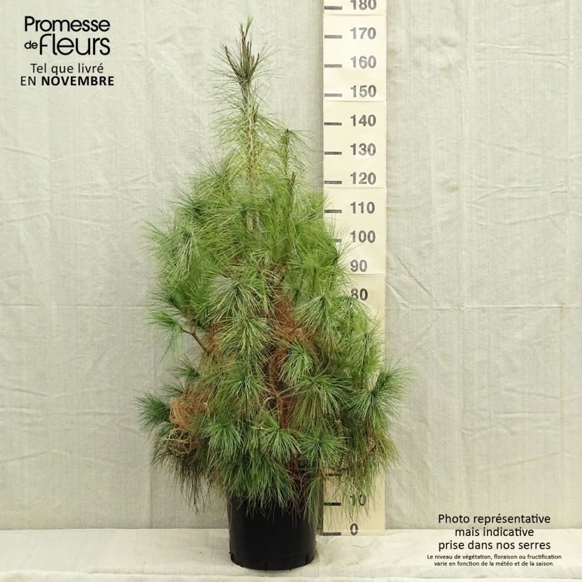 Amostra de Pinus wallichiana - Pinheiro-do-Himalaia Vaso de 18 L/20 L tal como entregue no outono