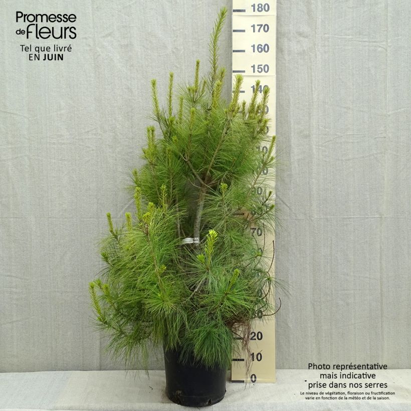 Amostra de Pinus wallichiana - Pinheiro-do-Himalaia Vaso de 18 L/20 L tal como entregue na primavera