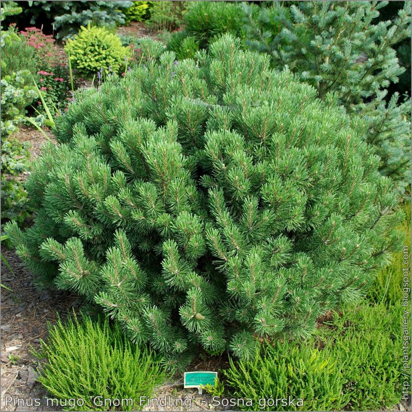Pinus mugo Gnom (Hábito)