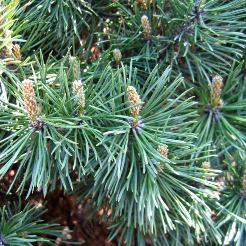 Pinus mugo Gnom (Colheita)
