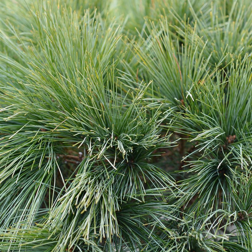 Pinus strobus Radiata (Folhagem)