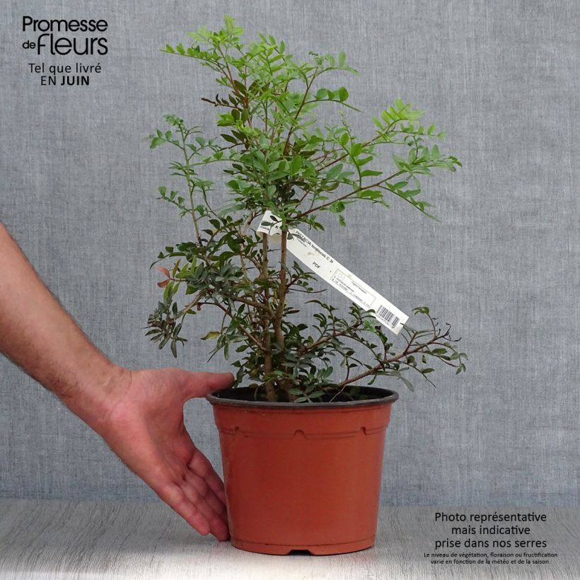Amostra de Pistacia lentiscus - Aroeira Vaso de 2 L/3 L tal como entregue no verão