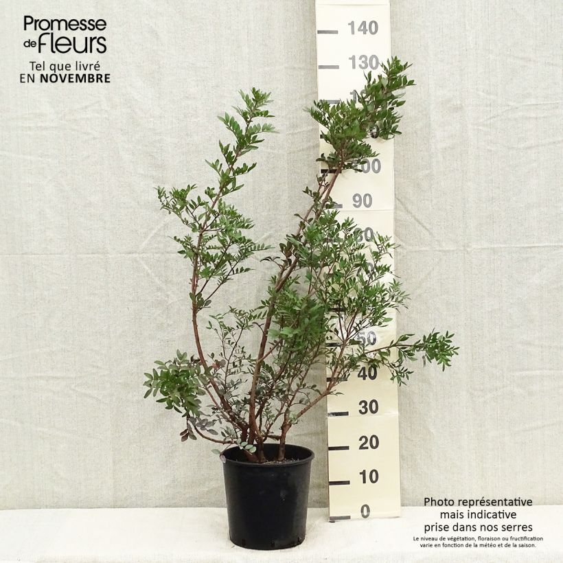 Amostra de Pistacia lentiscus - Aroeira Vaso de 6 L/7 L tal como entregue no outono