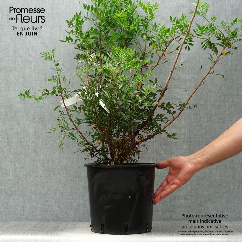 Amostra de Pistacia lentiscus - Aroeira Vaso de 6 L/7 L tal como entregue no verão
