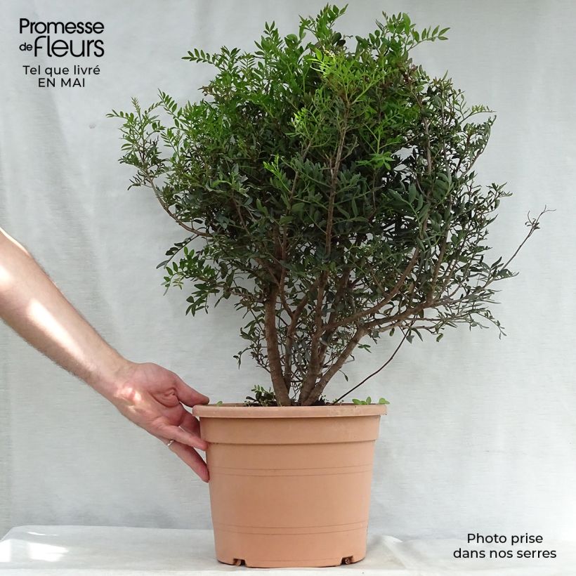 Amostra de Pistacia lentiscus - Aroeira Vaso de 6 L/7 L tal como entregue na primavera