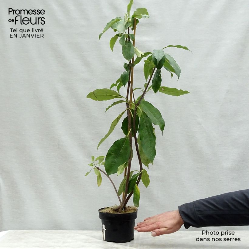 Amostra de Pittosporum daphniphylloides Pot de 2L/3L tal como entregue no inverno