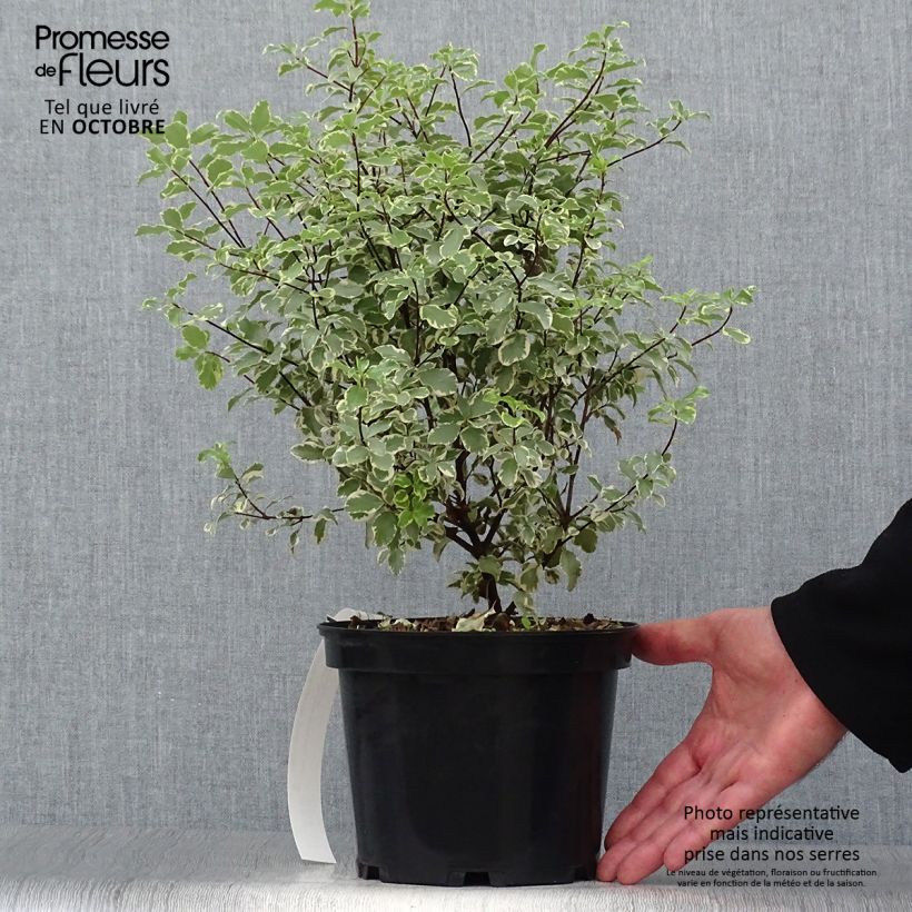 Amostra de Pitósporo eugenoides Variegatum Vaso de 3 L/4 L tal como entregue no outono