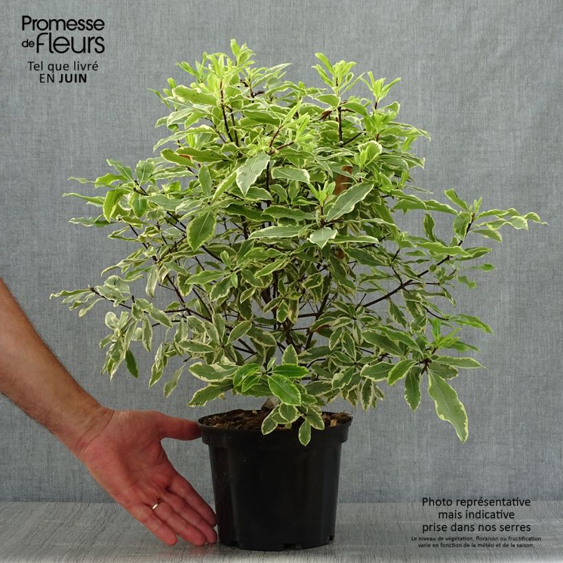 Amostra de Pitósporo eugenoides Variegatum Vaso de 3 L/4 L tal como entregue no verão