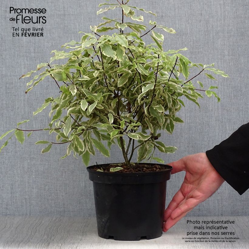 Amostra de Pittosporum eugenoides Variegatum Vaso de 3 L/4 L tal como entregue no inverno