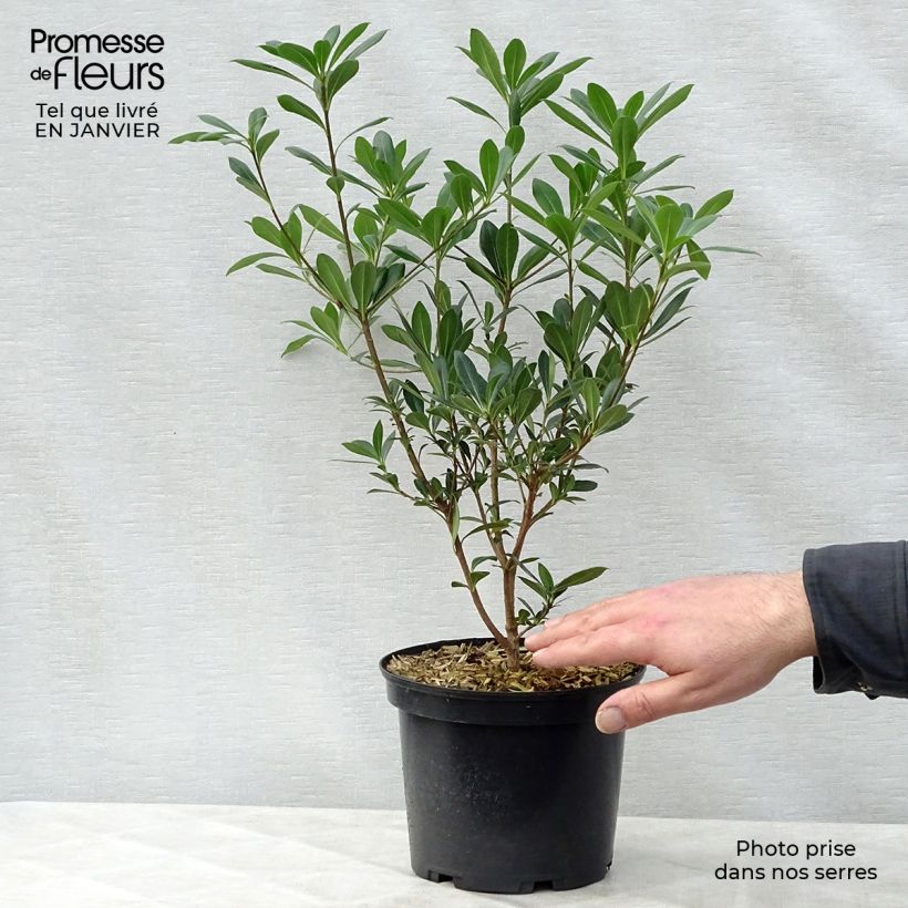 Amostra de Pittosporum heterophyllum - Pittospore à feuilles variables Vaso de 2 L/3 L tal como entregue no inverno