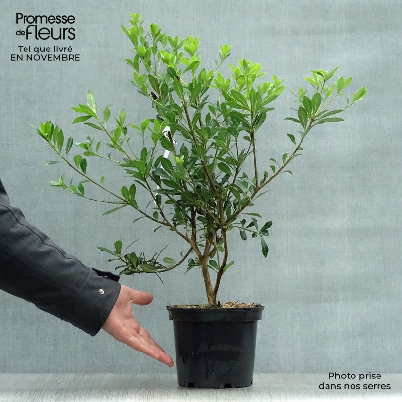 Amostra de Pitósporo heterophyllum - Pitósporo-de-folhas-variáveis Vaso de 2 L/3 L tal como entregue no outono