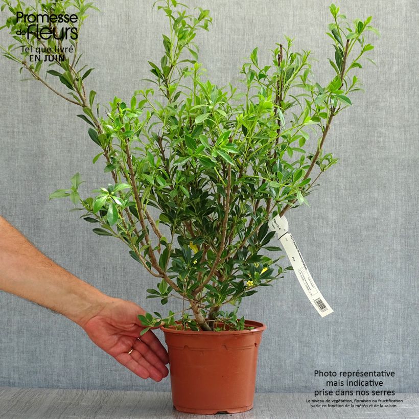 Amostra de Pitósporo heterophyllum - Pitósporo-de-folhas-variáveis Vaso de 2 L/3 L tal como entregue no verão