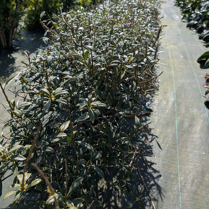 Pitósporo heterophyllum Quissac (Hábito)