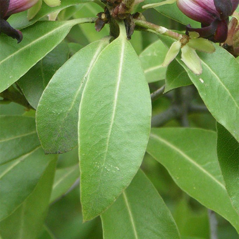 Pittosporum tenuifolium - Pitósporo negro (Folhagem)