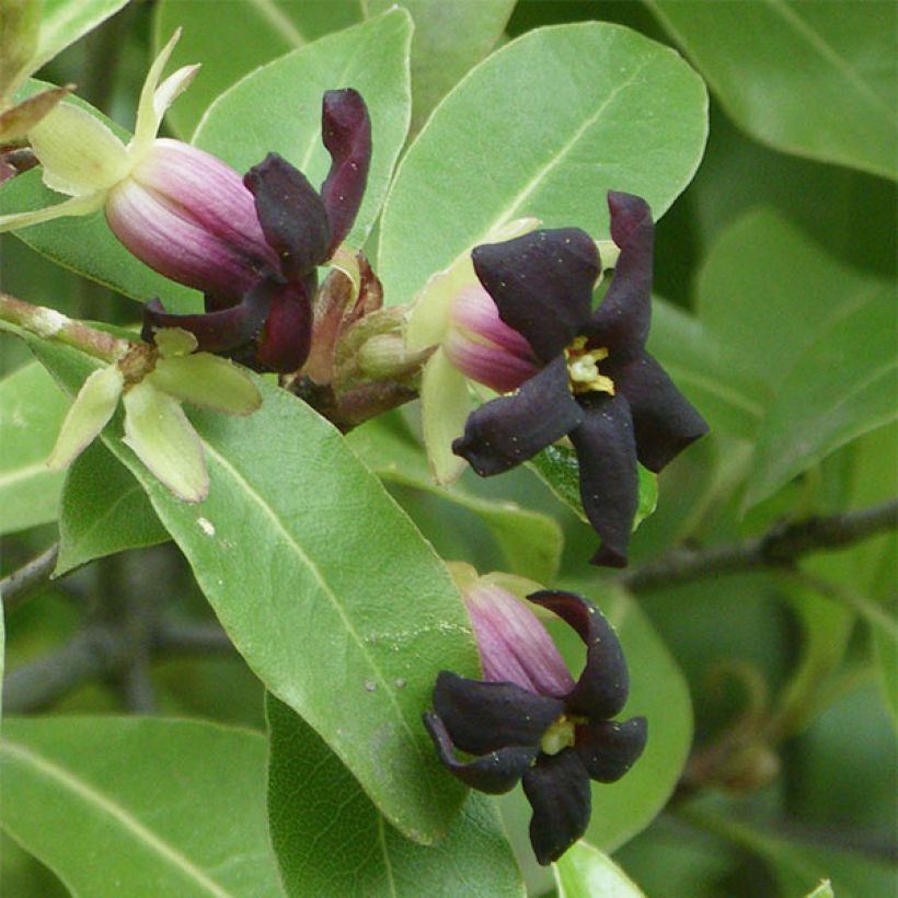 Pittosporum tenuifolium - Pitósporo negro (Floração)