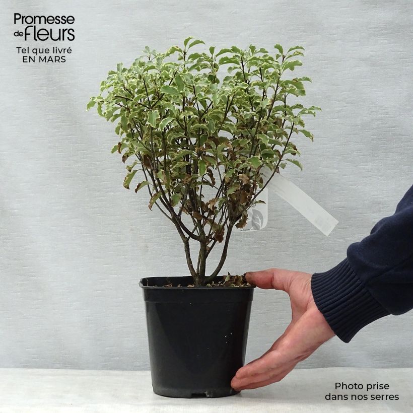 Amostra de Pittosporum tenuifolium Vaso de 2 L/3 L tal como entregue na primavera