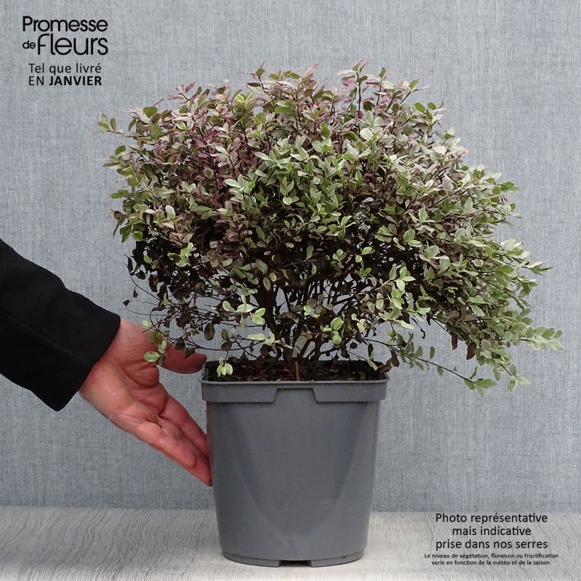 Amostra de Pittosporum tenuifolium Bannow Bay Vaso de 3 L/4 L tal como entregue no inverno