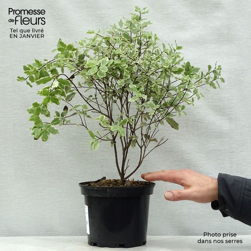Amostra de Pittosporum tenuifolium Elisabeth Vaso de 2 L/3 L tal como entregue no inverno