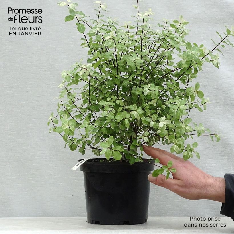 Amostra de Pittosporum tenuifolium Irene Patterson Vaso de 2 L/3 L tal como entregue no inverno