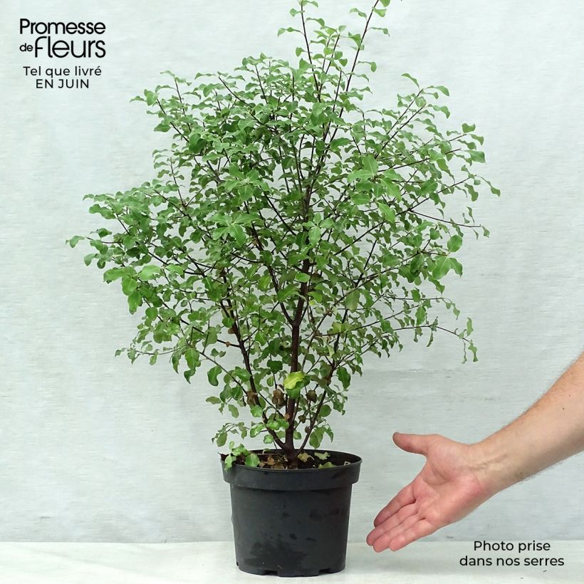 Amostra de Pittosporum tenuifolium - Pitósporo negro Vaso de 2 L/3 L tal como entregue no verão