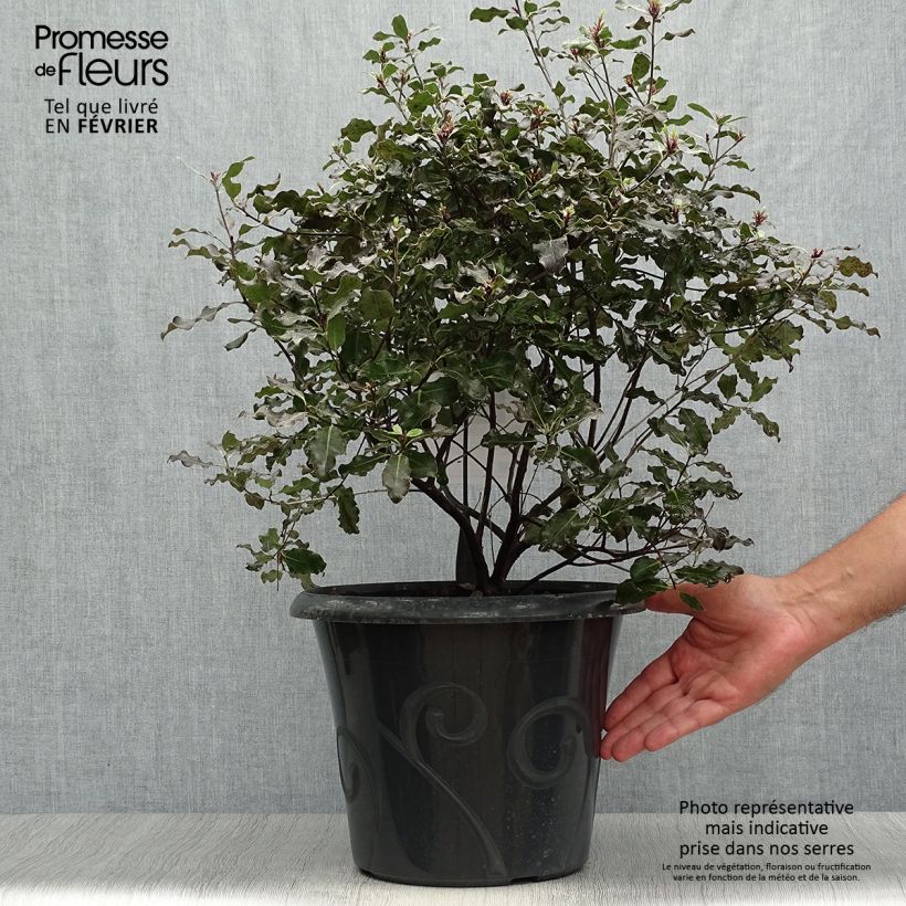 Amostra de Pitósporo negro Purpureum Vaso de 7,5 L/10 L tal como entregue no outono