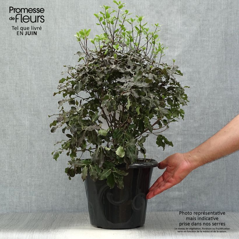 Amostra de Pitósporo negro Purpureum Vaso de 7,5 L/10 L tal como entregue no verão
