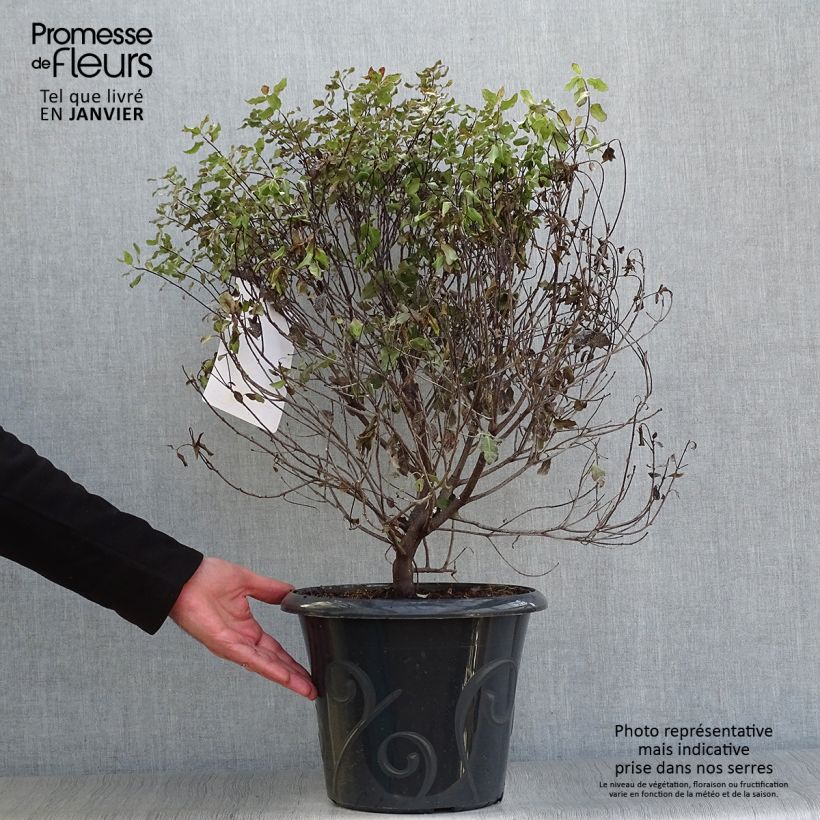 Amostra de Pittosporum tenuifolium Purpureum - Pittosporum à petites feuilles Vaso de 7,5 L/10 L tal como entregue no inverno