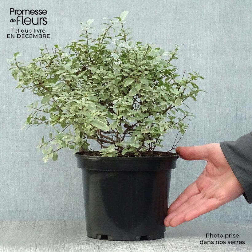 Amostra de Pittosporum tenuifolium Silver Ball Vaso de 2 L/3 L tal como entregue no inverno
