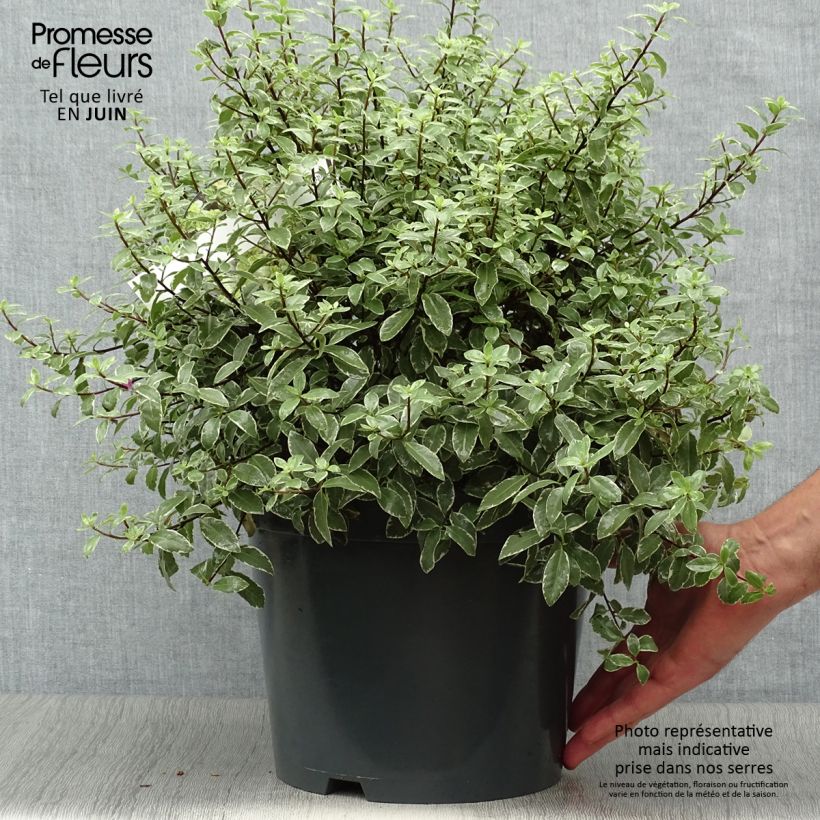 Amostra de Pitósporo negro Silver Ball Vaso de 7,5 L/10 L, Bola tal como entregue no verão