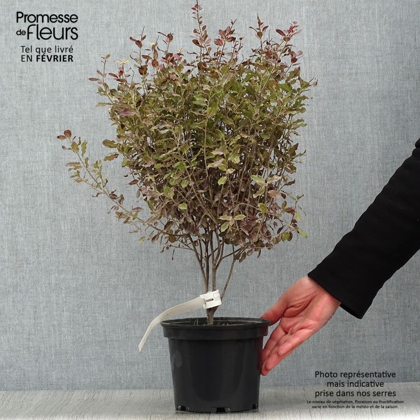 Amostra de Pittosporum tenuifolium Tom Thumb - Pittosporum à petites feuilles Vaso de 2 L/3 L tal como entregue no inverno