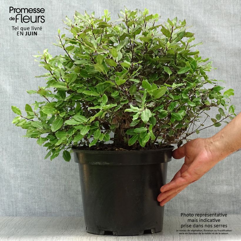 Amostra de Pitósporo negro Tom Thumb Vaso de 6 L/7 L tal como entregue no verão