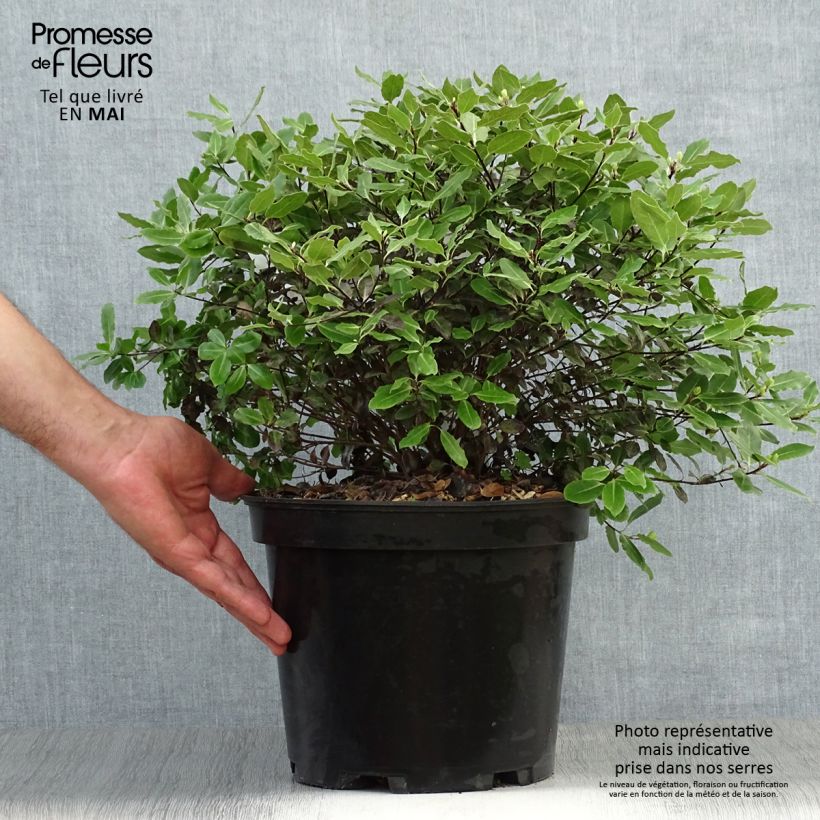 Amostra de Pitósporo negro Tom Thumb Vaso de 6 L/7 L tal como entregue na primavera