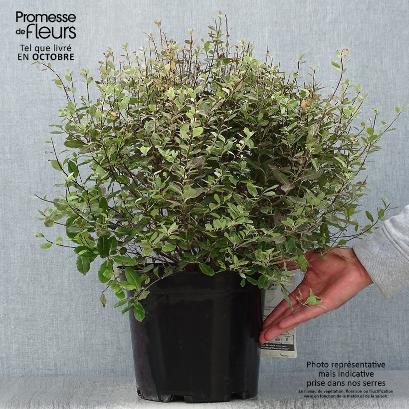 Amostra de Pitósporo negro Tom Thumb Vaso de 6 L/7 L tal como entregue no outono