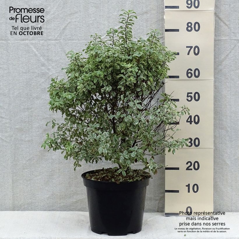 Amostra de Pitósporo negro Variegatum Vaso de 7,5 L/10 L tal como entregue no outono
