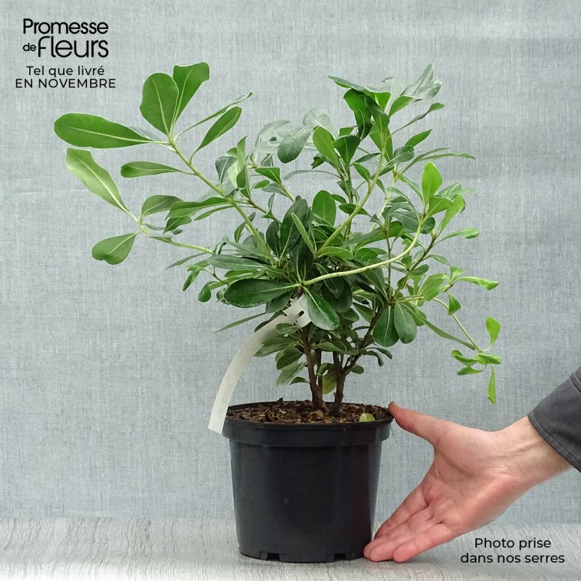 Amostra de Pitosporo-do-Japão - Pittosporum tobira Vaso de 2 L/3 L tal como entregue no outono