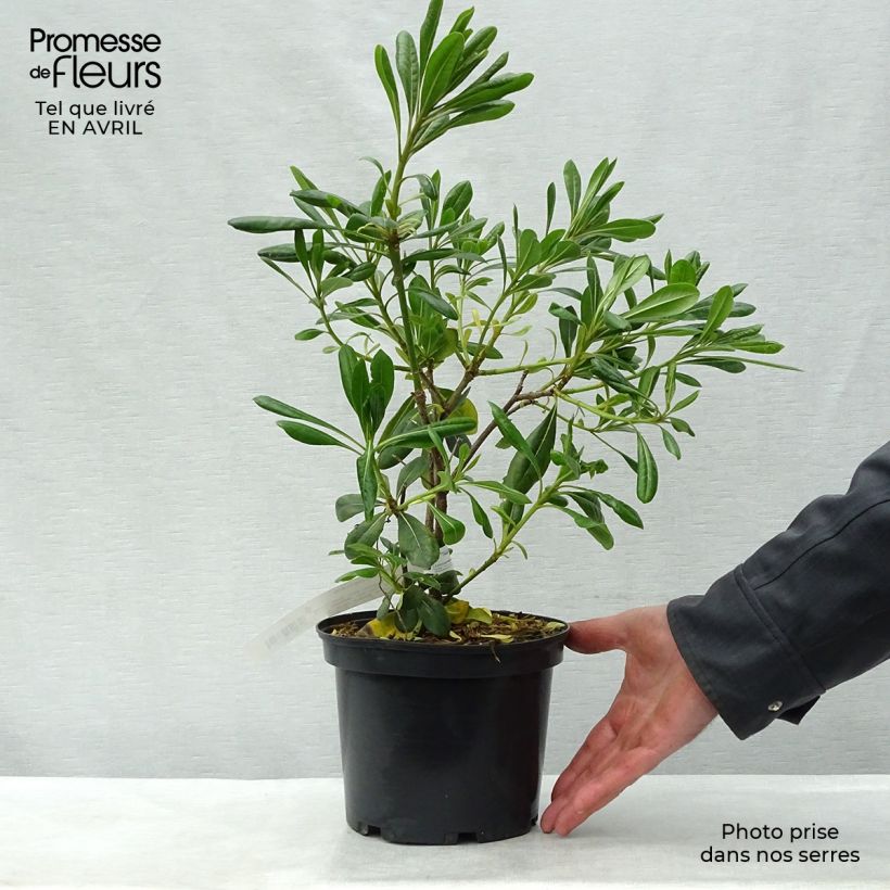 Amostra de Pitosporo-do-Japão - Pittosporum tobira Vaso de 2 L/3 L tal como entregue na primavera