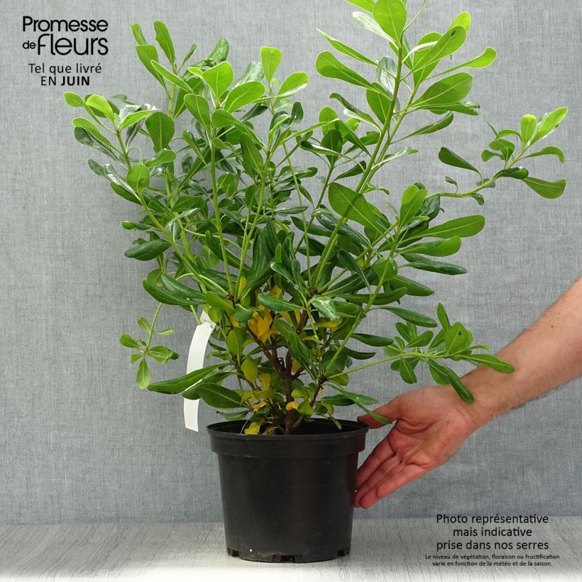Amostra de Pitosporo-do-Japão - Pittosporum tobira Vaso de 2 L/3 L tal como entregue no verão