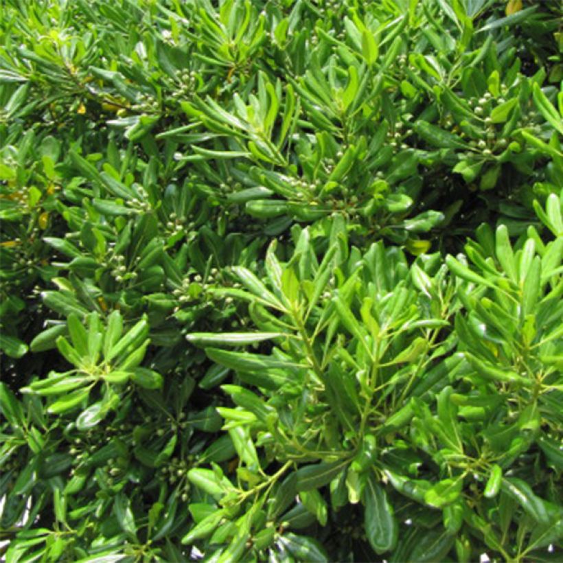 Pitosporo-do-Japão - Pittosporum tobira (Folhagem)