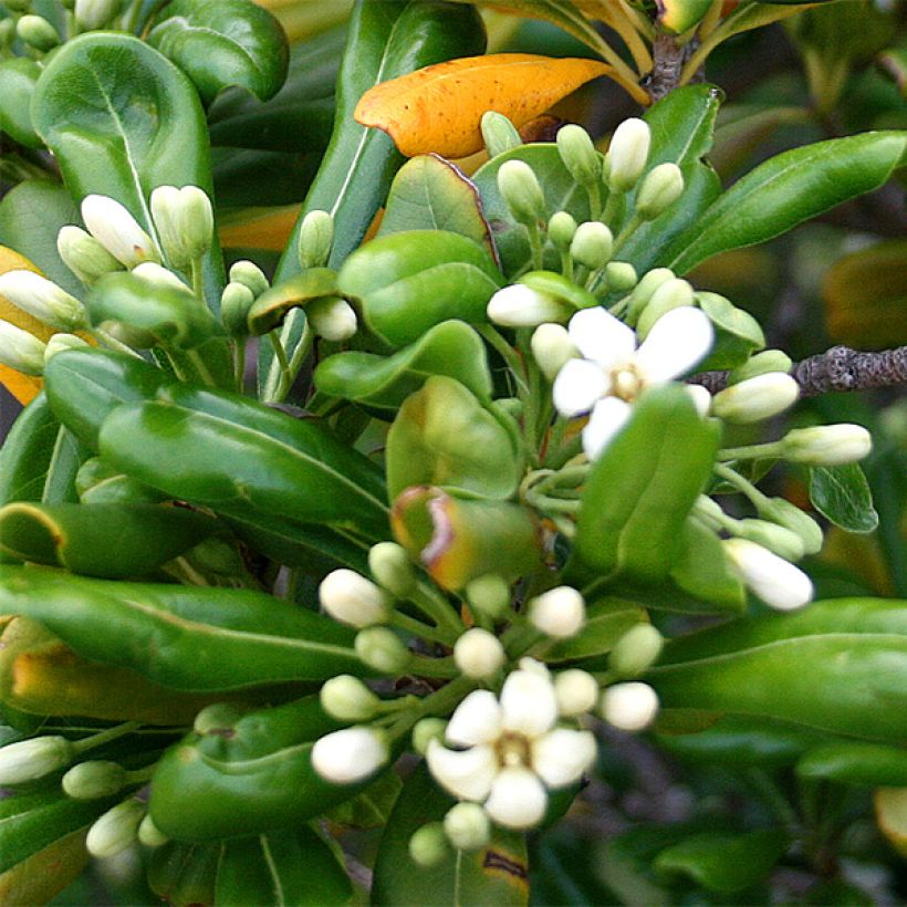 Pitosporo-do-Japão - Pittosporum tobira (Floração)