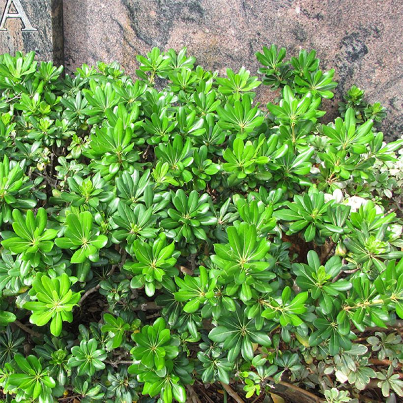 Pitosporo-do-Japão - Pittosporum tobira (Hábito)
